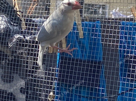 Young Java sparrows for sale