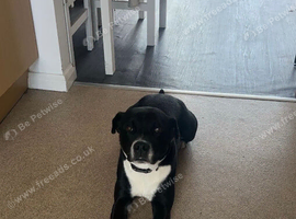 Loving home needed