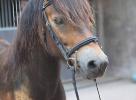 6yr old Exmoor Mare