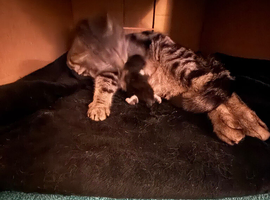 Male kitten