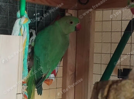 Green ringneck