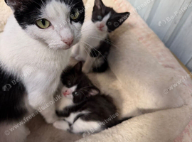 Kittens ready for new home