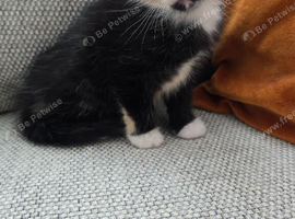 One Beautiful Boy Kitten Looking for His Forever Home