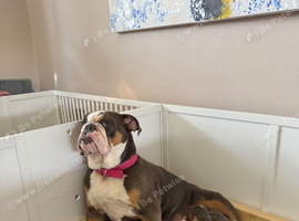 Olde English Bulldogge Puppies Available &ndash; Beautiful Colours & Fluffy Gene