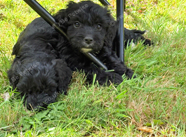 Cockapoo