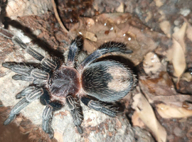Ewok cyaneolus ( ex Thrixopelma cyanoeolum ) juvenile female for sale, tarantula spider