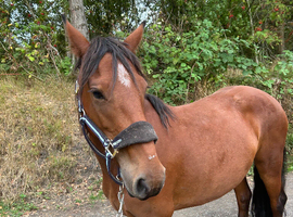 Nice mare