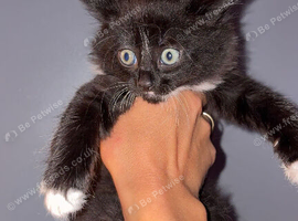 2 Maine coon kittens