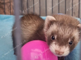 Ferrets ready now