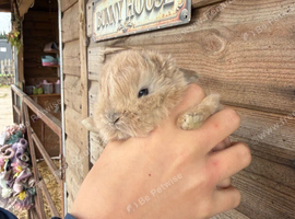 Mini plush lop babies ready to reserve!