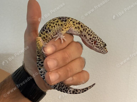 Leopard Gecko + Enclosure For Sale