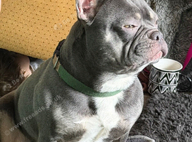 French bulldog