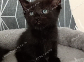 Kittenz