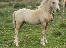 Palomino Welsh A colt foal
