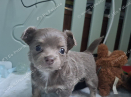 Long Haired KC Reg Chihuahua puppies