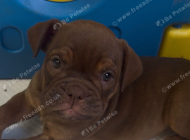 ENGLISH BULLDOG PUPPIES!