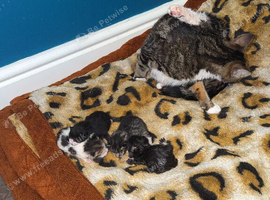 2 male kittens ready to go today