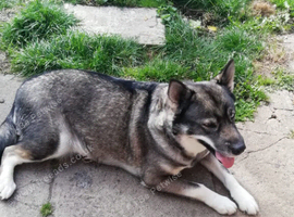 Husky cross for sale