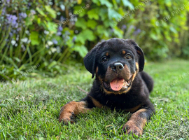 KC Male Rottweiler