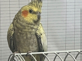 Cockatiel