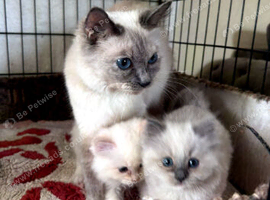 Ragdoll kittens pedigree