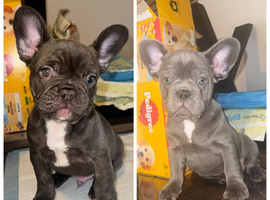 2 male French bulldog puppies