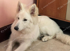 *FREE until proven* ~ White Long Coat German Shepherd Dog Male at Stud