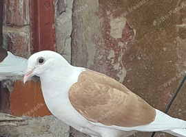 Saddle racing pigeons for sale