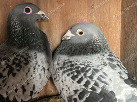 Breeding pair of pure buchart racing pigeons