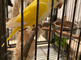 Tame yellow quaker