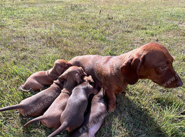 Five mini Dachshund looking for there best home
