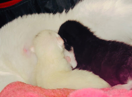 Kittens needing homes in 8 weeks time