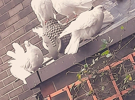any fantails for sale