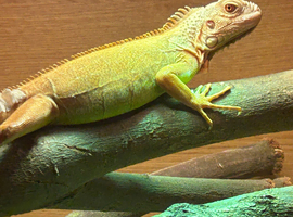 Green iguana