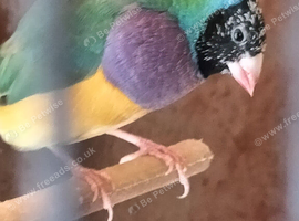 Gouldian