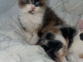 Kittens ready now