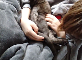 Scottish fold X calico