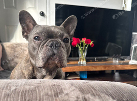 Pablo Home needed