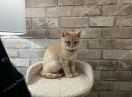 STUNNING CREAM BRITISH SHORTHAIR BOY &mdash; 12 WEEKS OLD