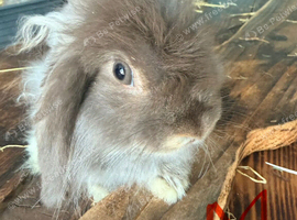 Mini Lion Lops