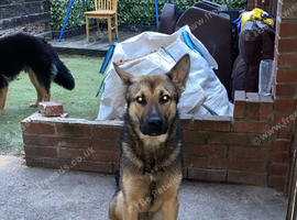2 shepskys must go together