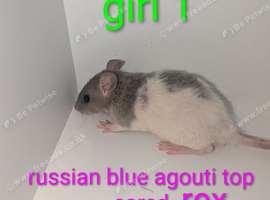 Beautiful rex rats