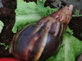 African Land Snails. Variety of sizes available