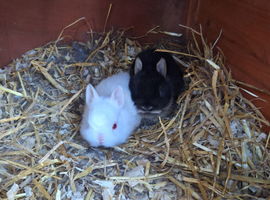 Purebred Netherland Dwarf kits