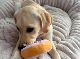 21 week old golden retriever for sale