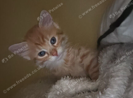 Kitten