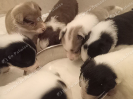 Beautiful puppies