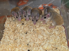 Africa Spiny Mice youngsters Ready Now