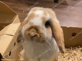 2 Mini lop bunnies for sale