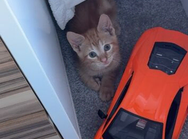 Ginger kitten